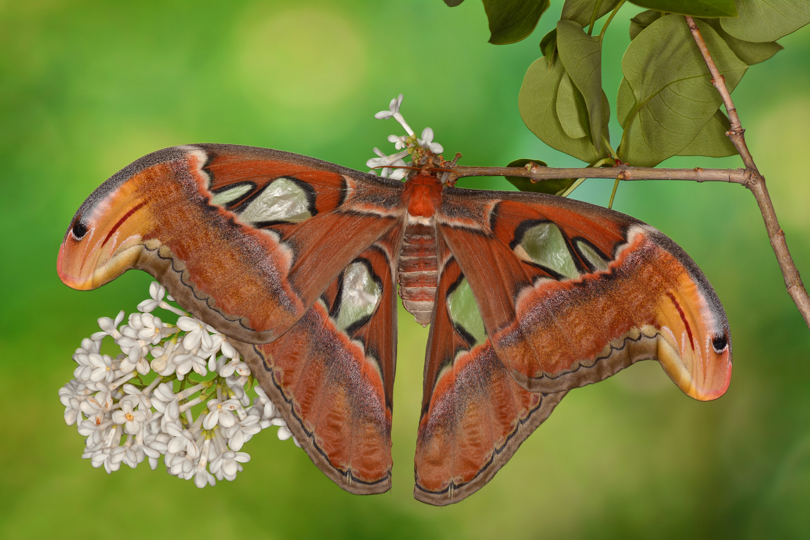 Attacus Atlas Weibchen #8