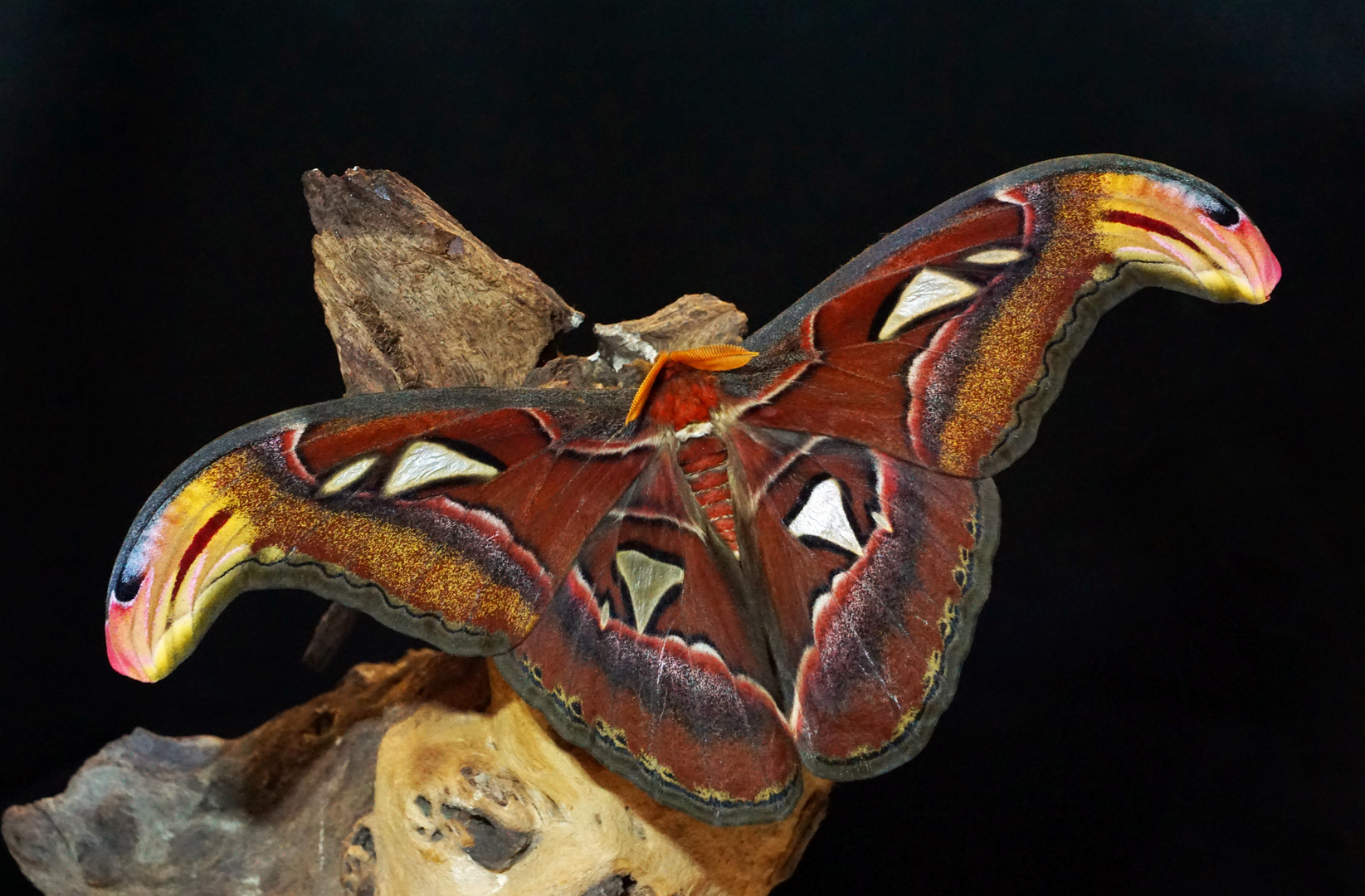 Attacus atlas(Männchen)