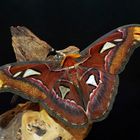 Attacus atlas(Männchen)