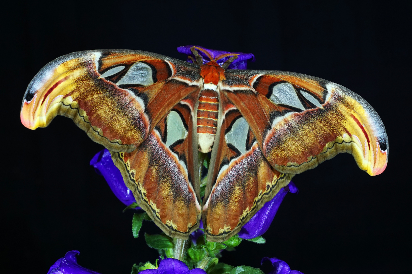 Attacus atlas(Weibchen)