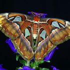 Attacus atlas(Weibchen)