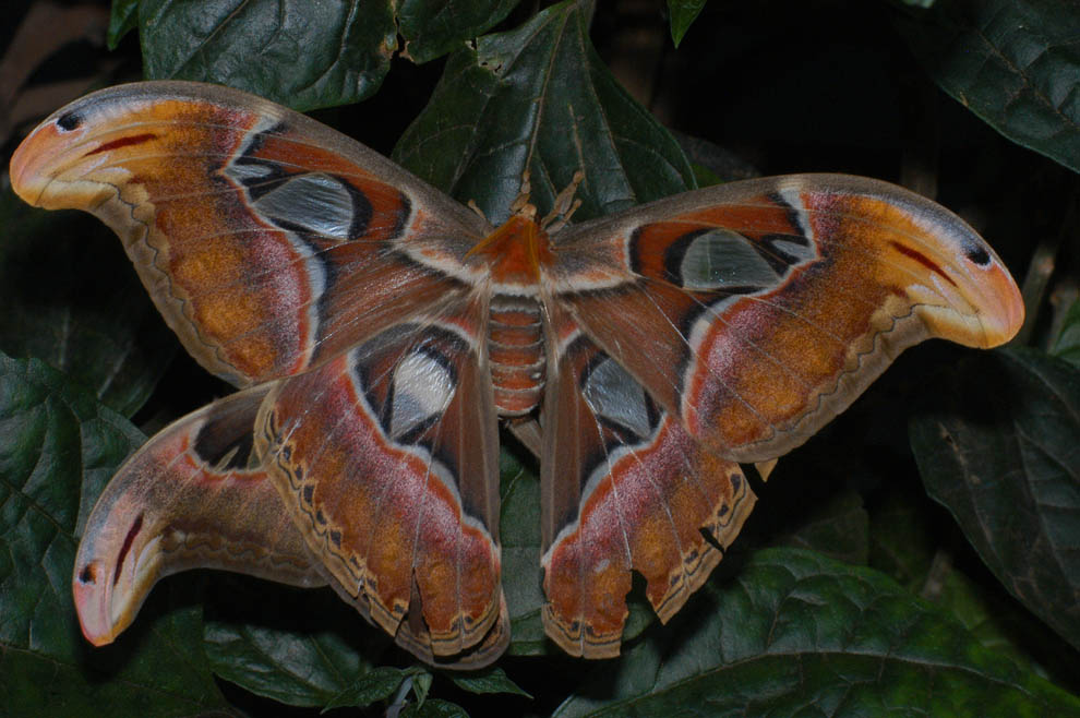 Attacus bei der Nachwuchsproduktion