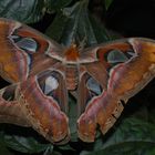 Attacus bei der Nachwuchsproduktion