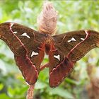 Attacus caesar 