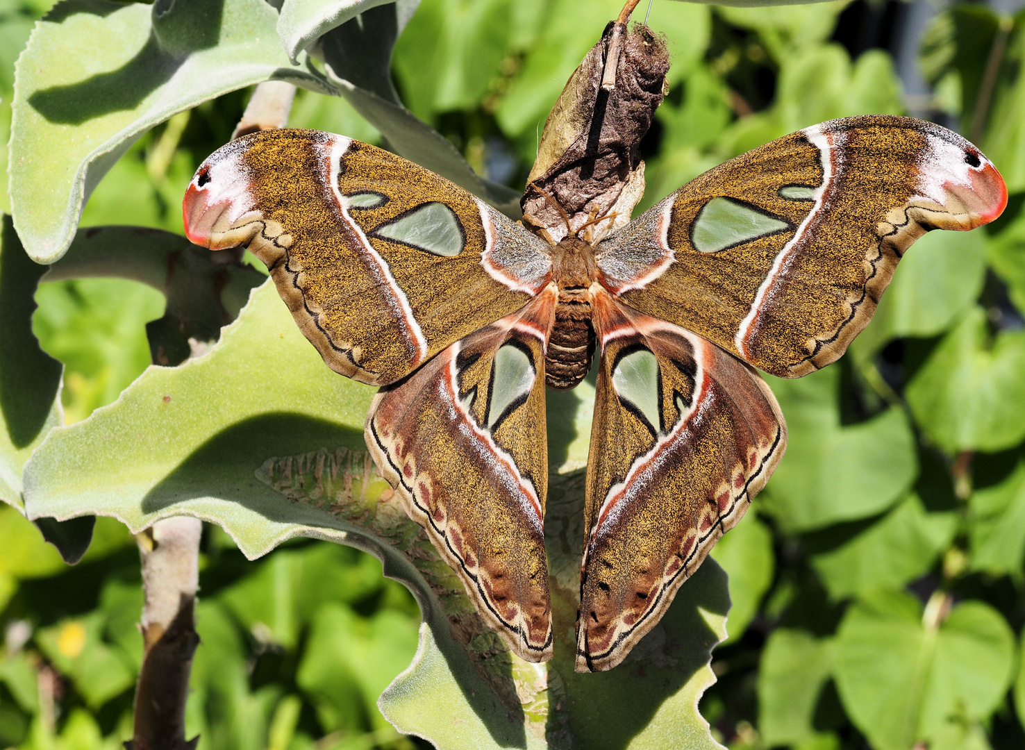 Attacus caesar Lady