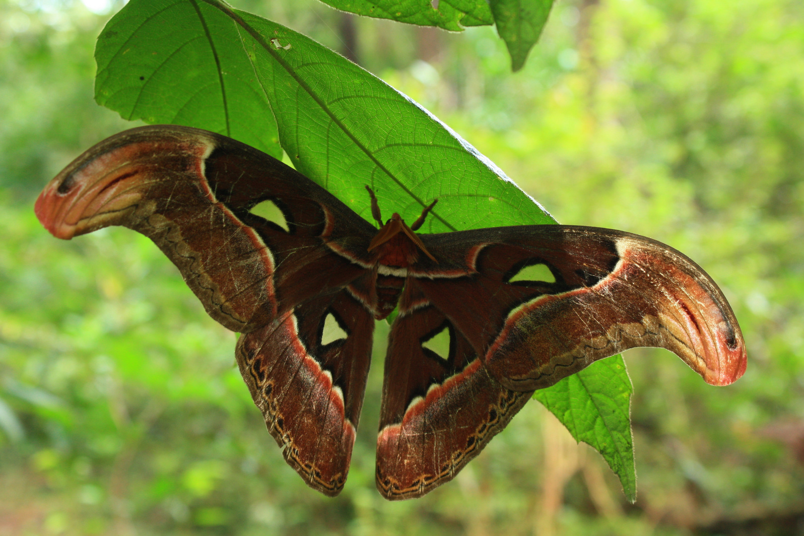 Attacus lorquinii