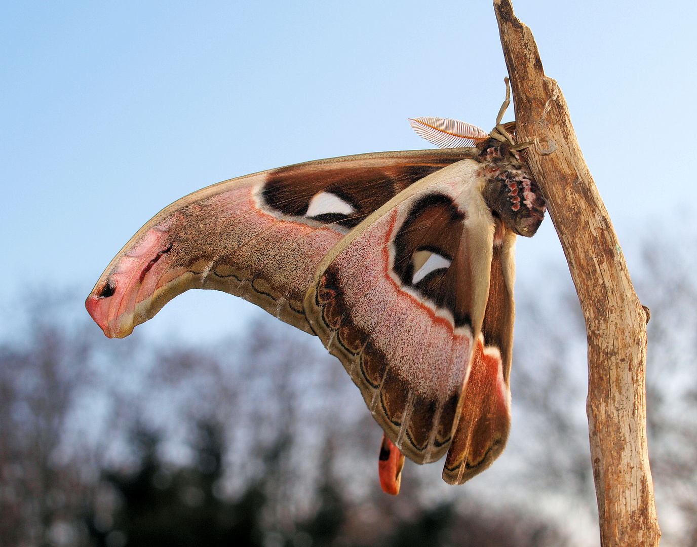 Attacus lorquinii