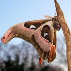 Attacus lorquinii