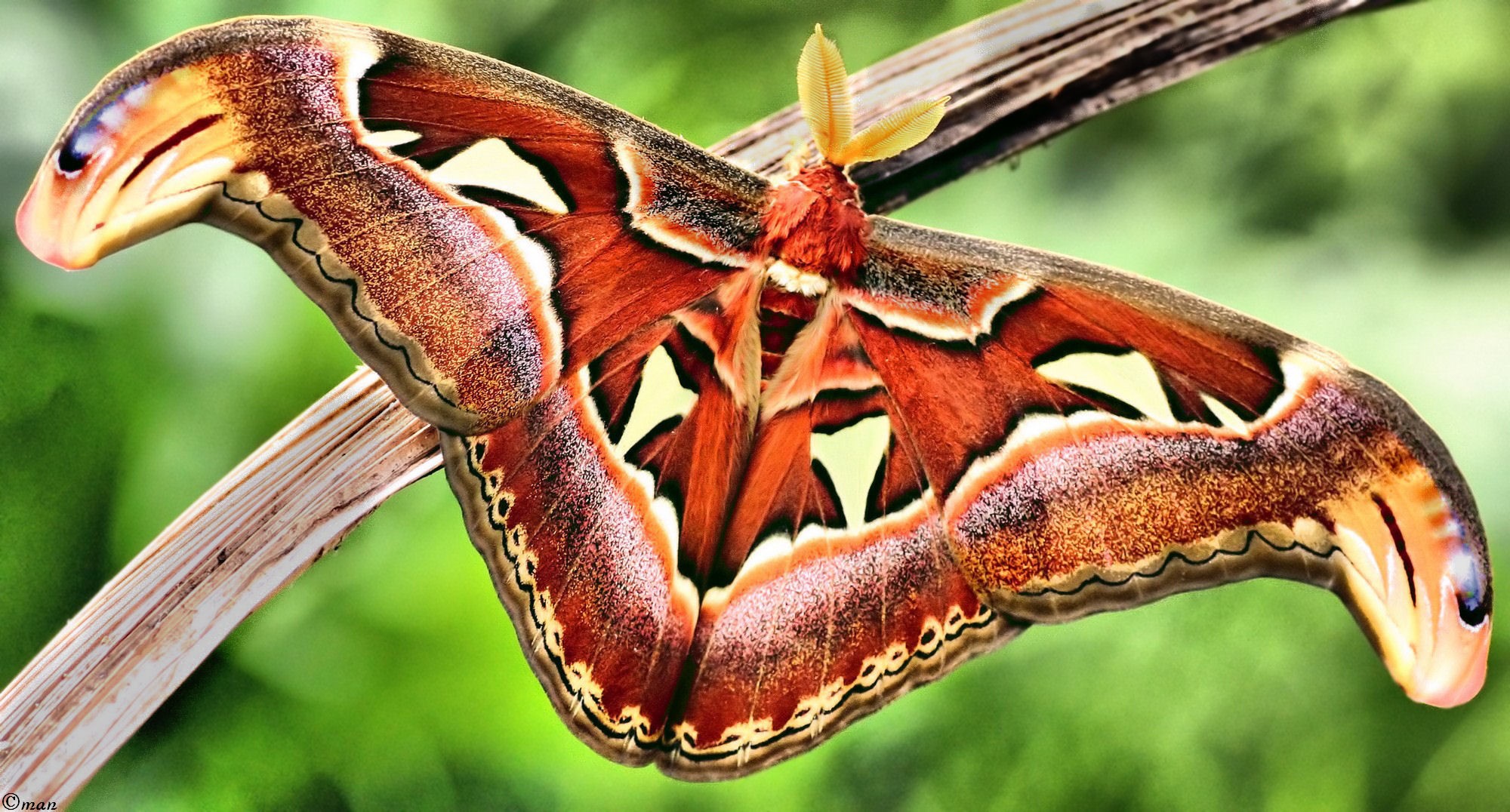 attacus o farfalla cobra