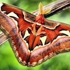 attacus o farfalla cobra