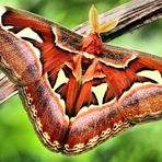 attacus o farfalla cobra