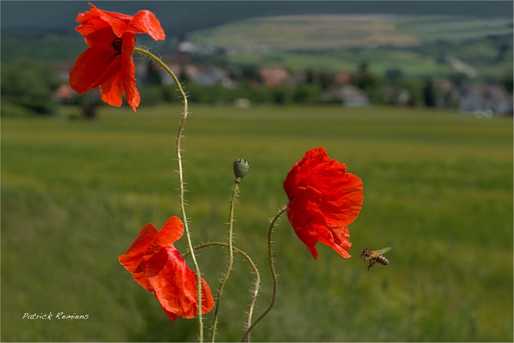 attaque de coquelicots