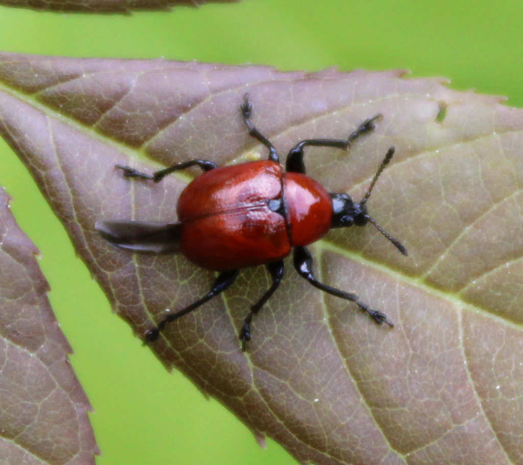 Attelabus nitens- Eichen Blattroller