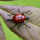 Attelabus nitens- Eichen Blattroller