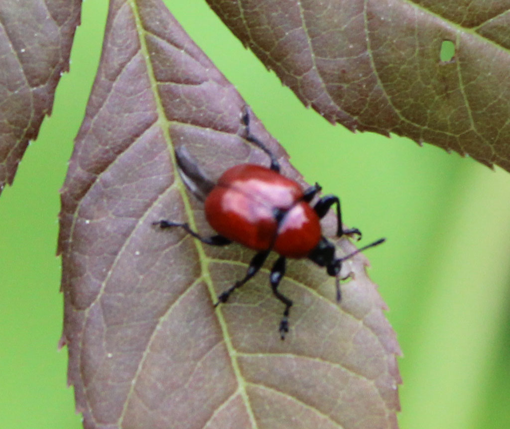 Attelabus nitens- Eichen Blattroller 