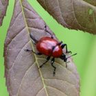 Attelabus nitens- Eichen Blattroller 