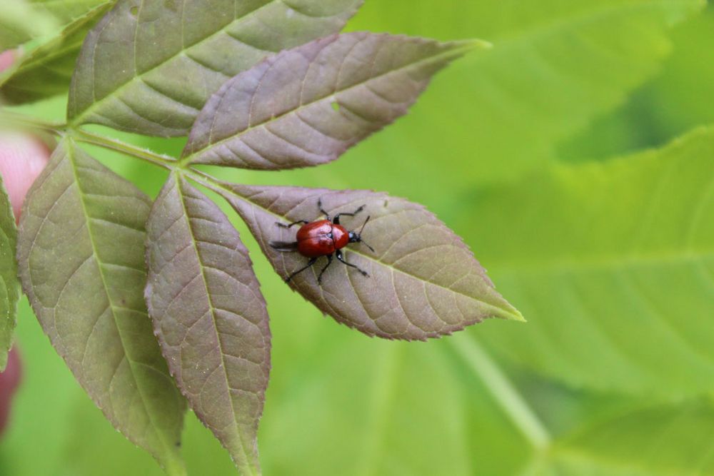 Attelabus nitens Eichen Blattroller Foto & Bild insekten, natur
