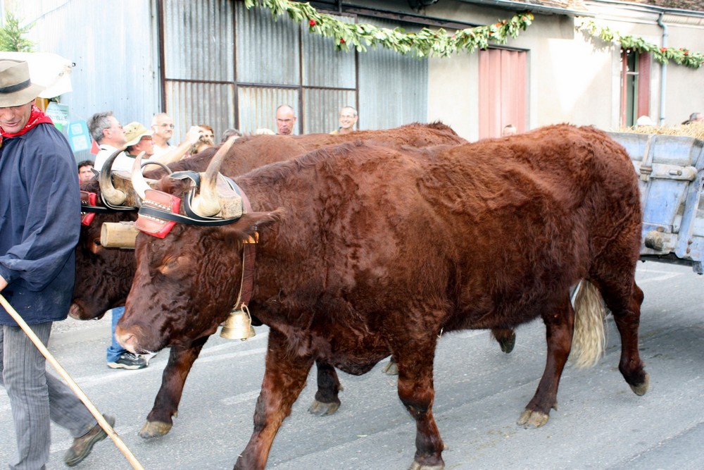 ATTELAGE DE BOEUFS