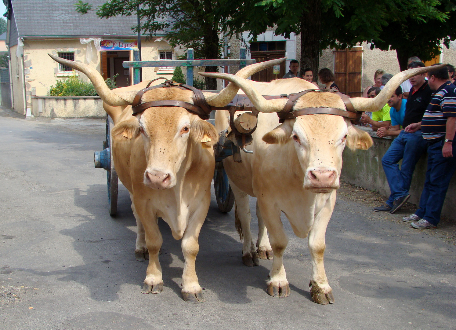 Attelage de boeufs