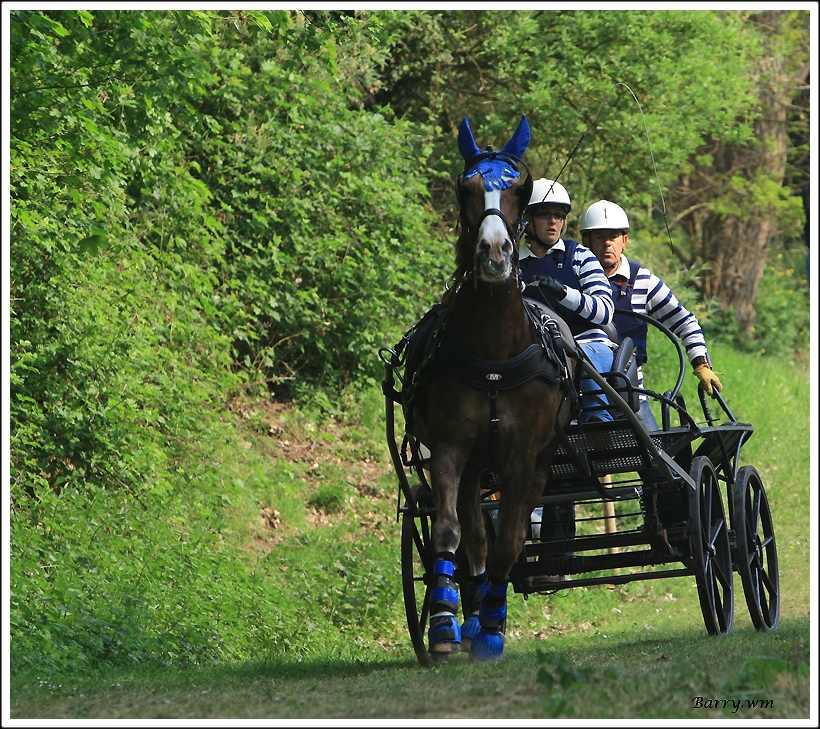 Attelage Lièvin 2011