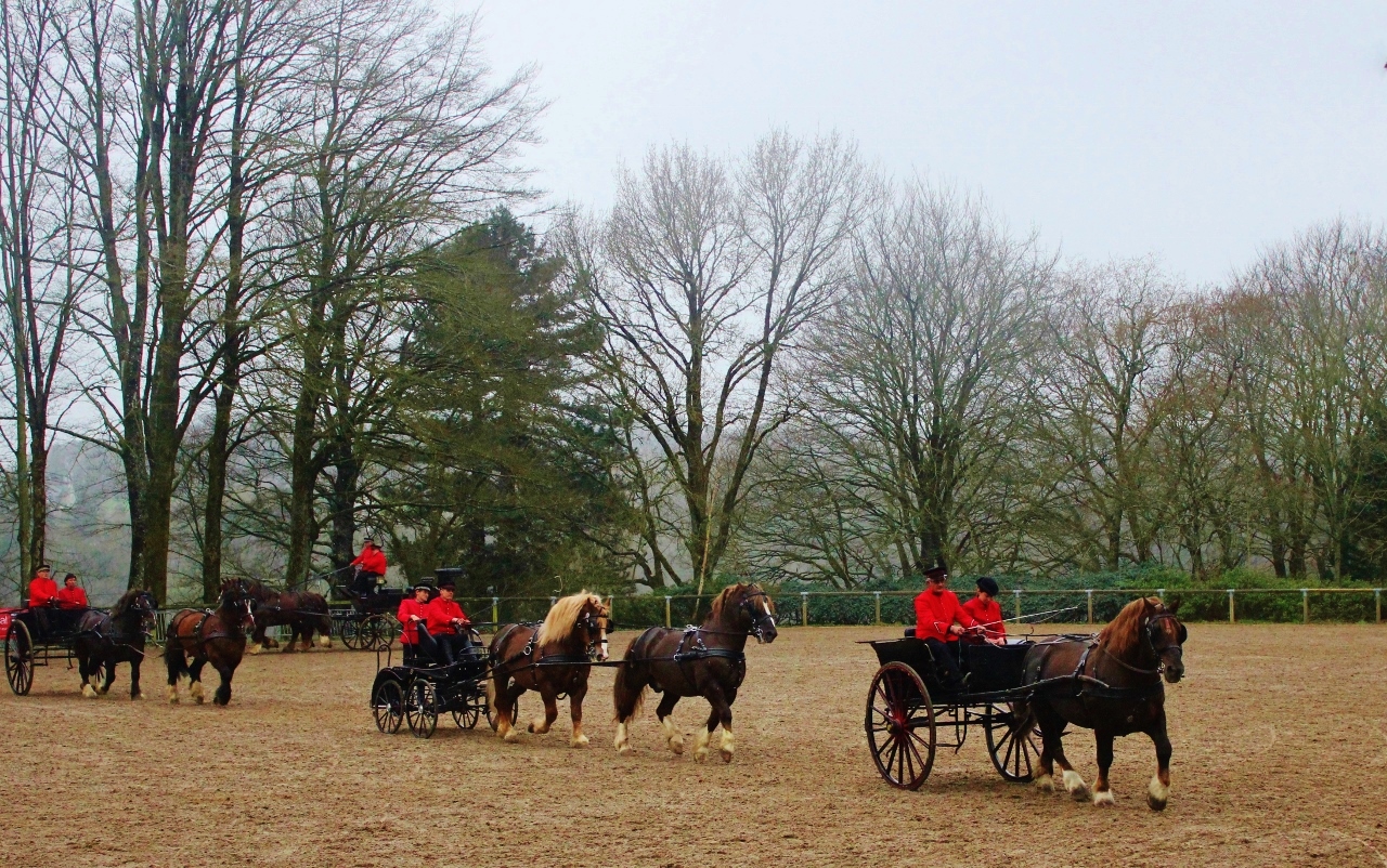 Attelages du haras d'Hennebont (Morbihan)