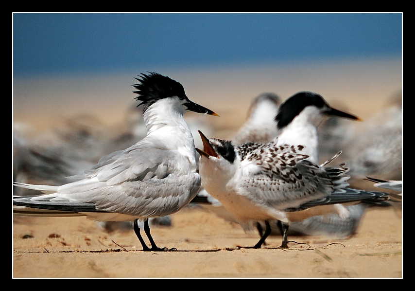 Attente du repas