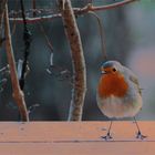 Attente du Rouge-gorge