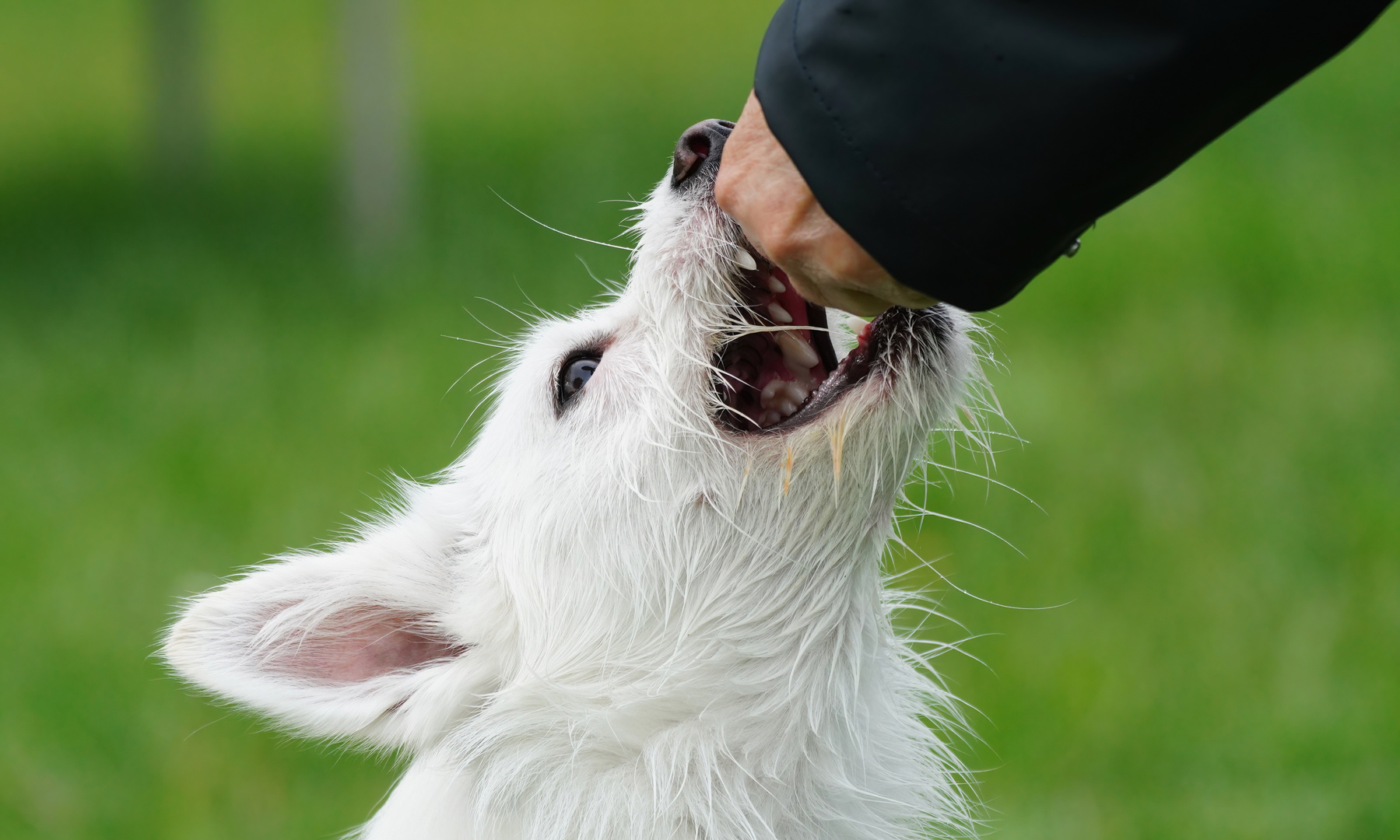 Attenti al Cane