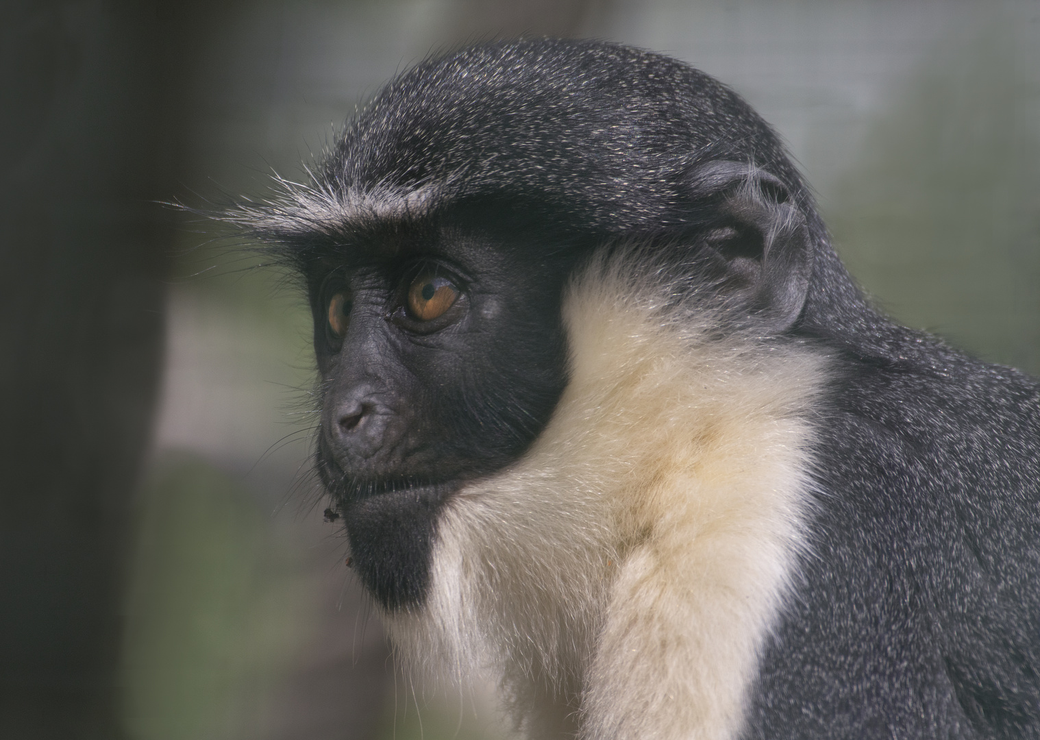 Attentif (Cercopithecus diana, cercopithèque diane)