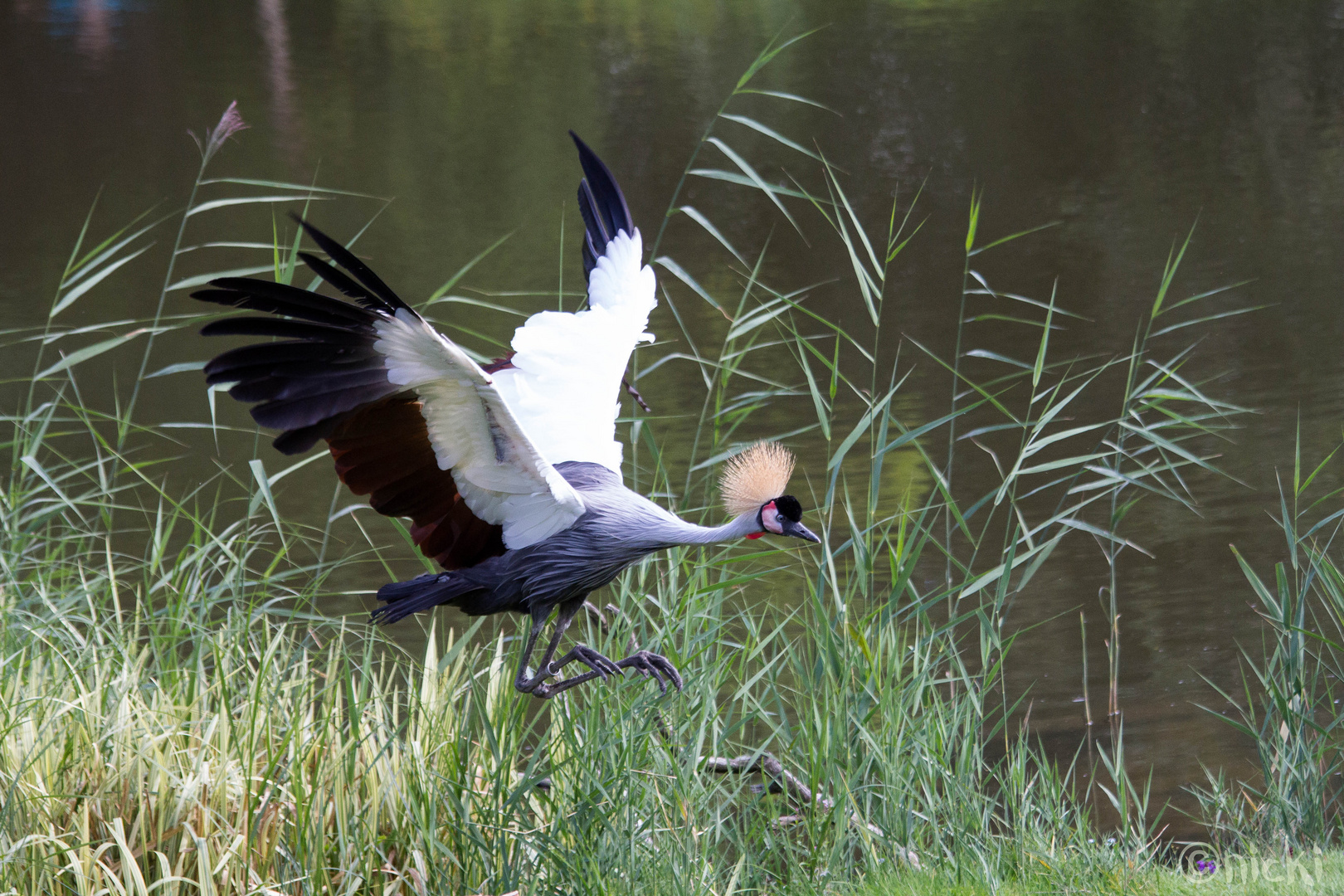 Attention attention...incoming bird!