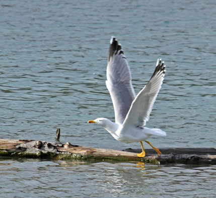 ATTENTION AUX TURBULENCES!