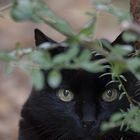 Attention! Black Kater is Watching You!