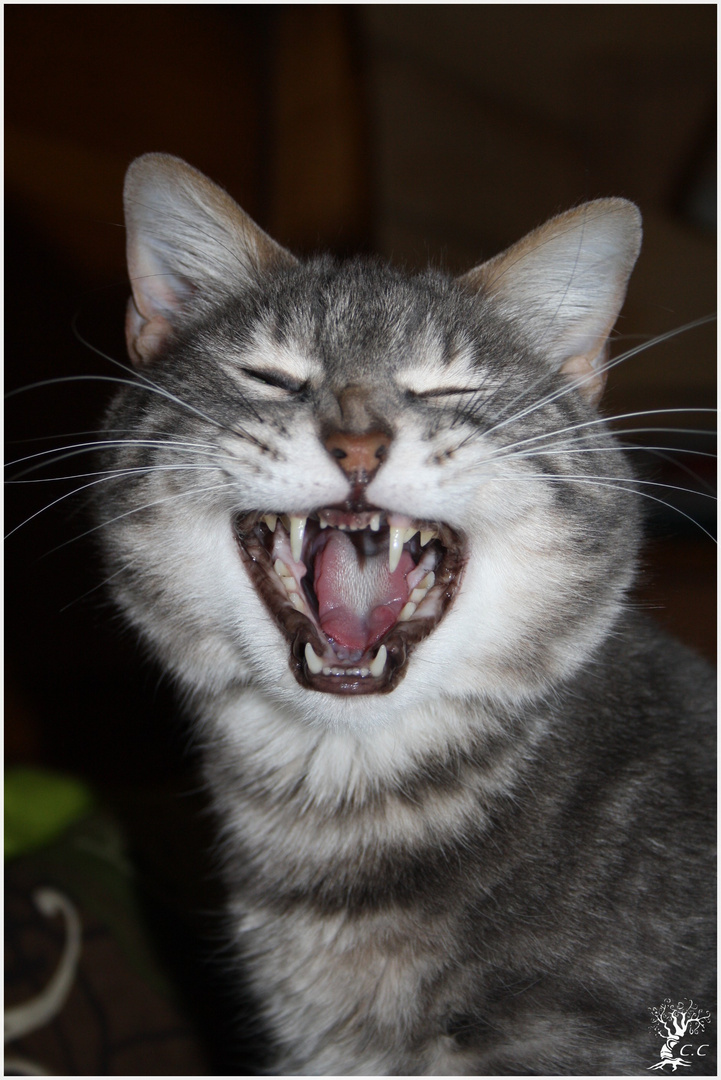 Attention Chat Feroce Photo Et Image Animaux Animaux Domestiques Chats Images Fotocommunity