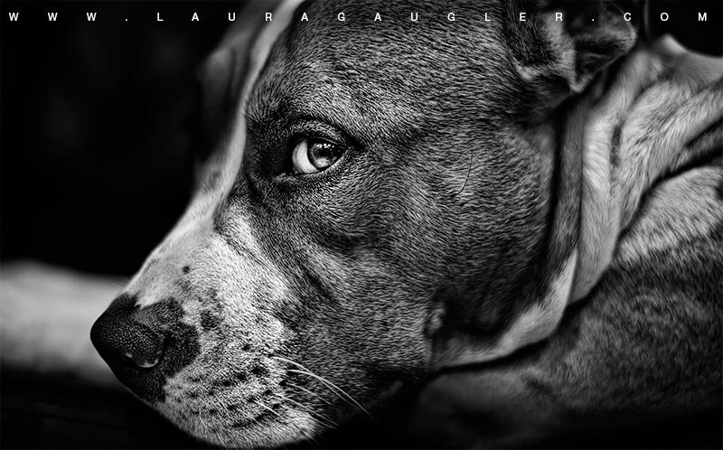 Attention chien dangereux photo et image animaux Attention chien dangereux photo et image animaux
