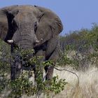 Attention éléphant droit devant!