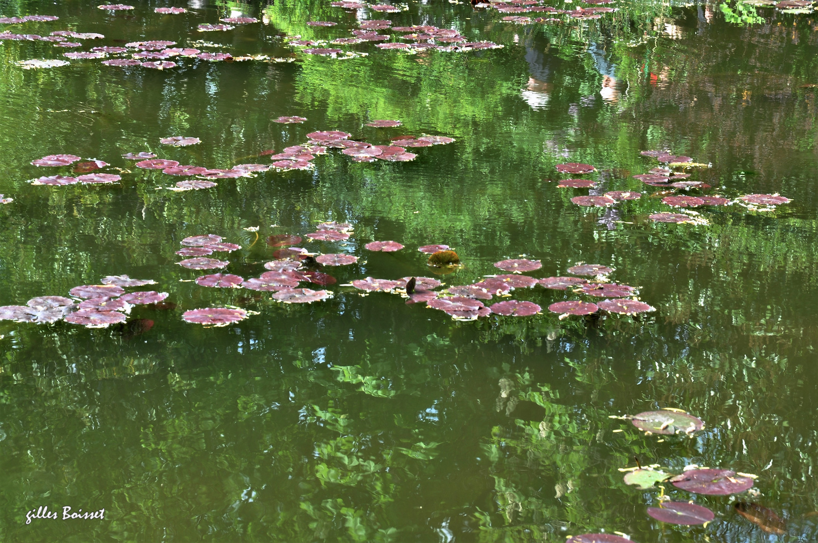 Attention, fausse Monet !