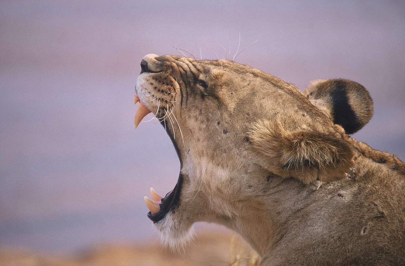 Attention  ! Je montre mes dents !