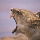 Attention  ! Je montre mes dents !