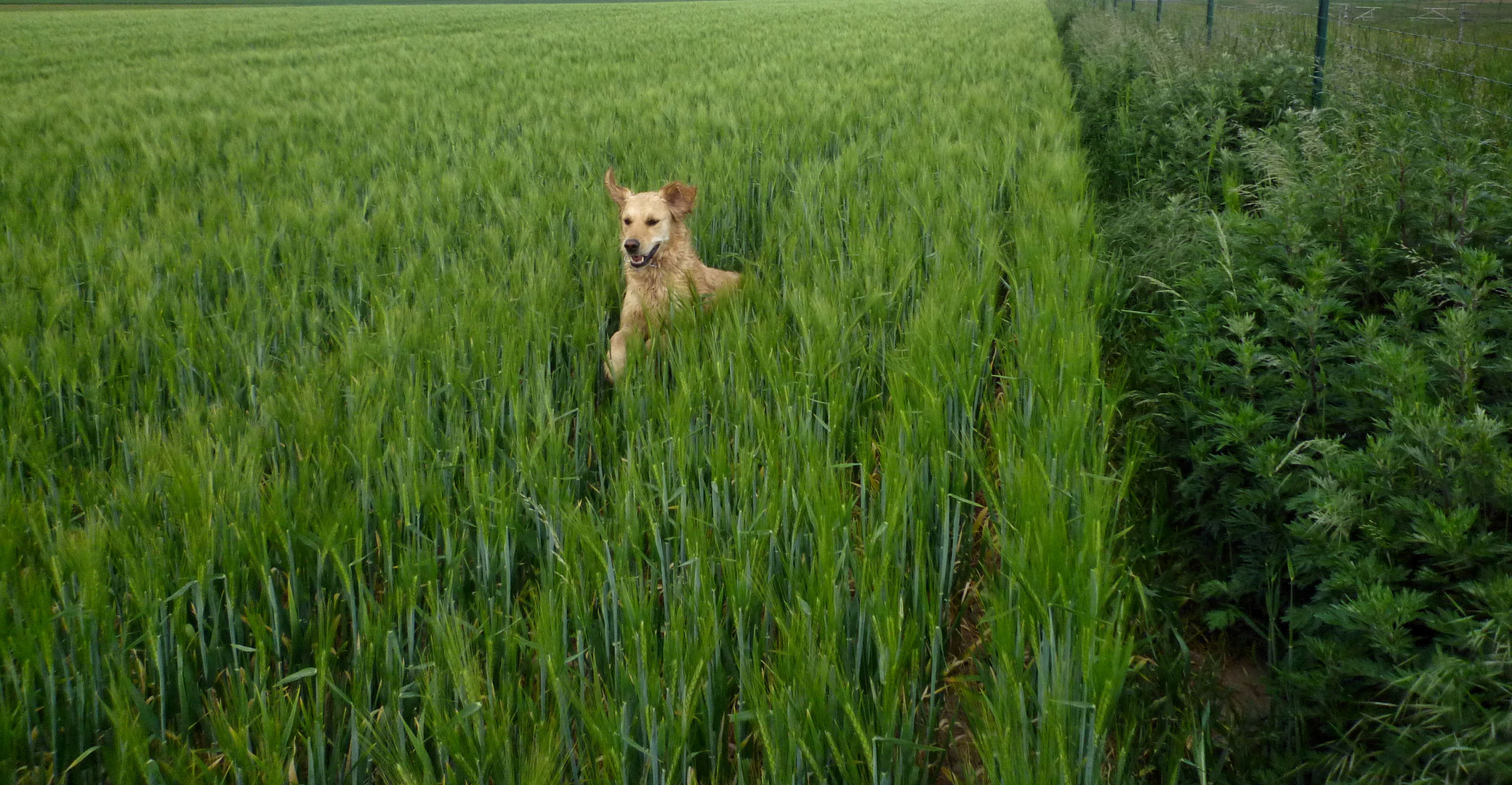 " Attention ... Je traçe ... !