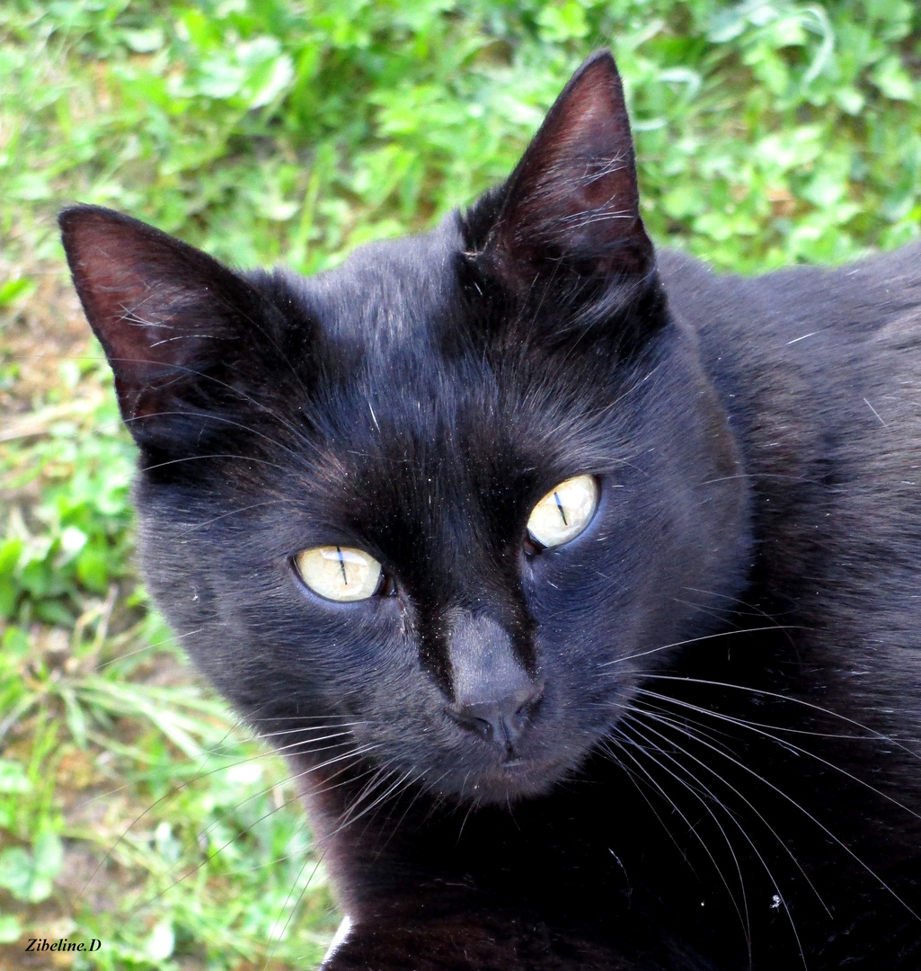 Attention, je vous ai à l'oeil ! photo et image animaux, animaux domestiques, chats Images Attention, je vous ai à l'oeil ! photo et image animaux, animaux domestiques, chats Images