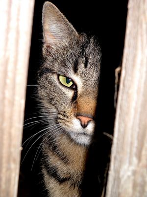 ATTENTION !!!!! JE VOUS GUETTE