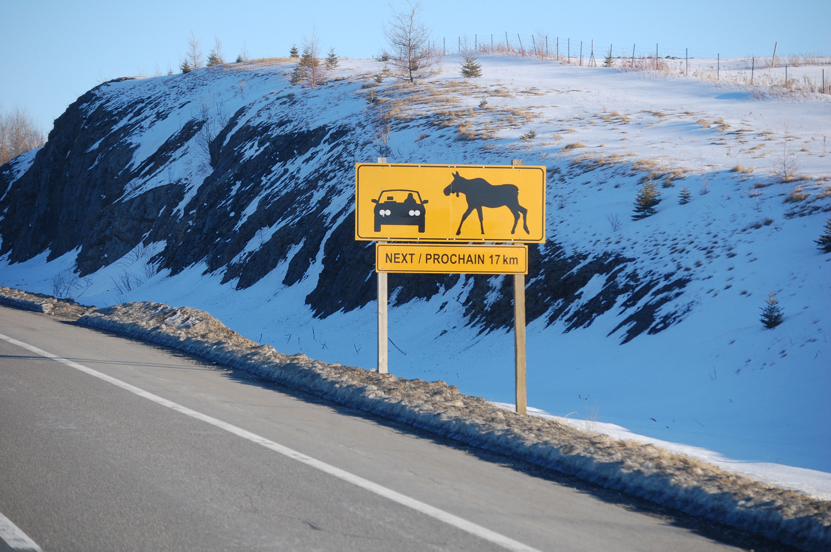 ATTENTION !!! MOOSE CROSSING !