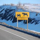 ATTENTION !!! MOOSE CROSSING !