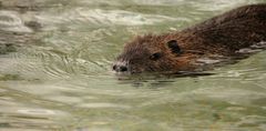 Attention: Nutria crossing