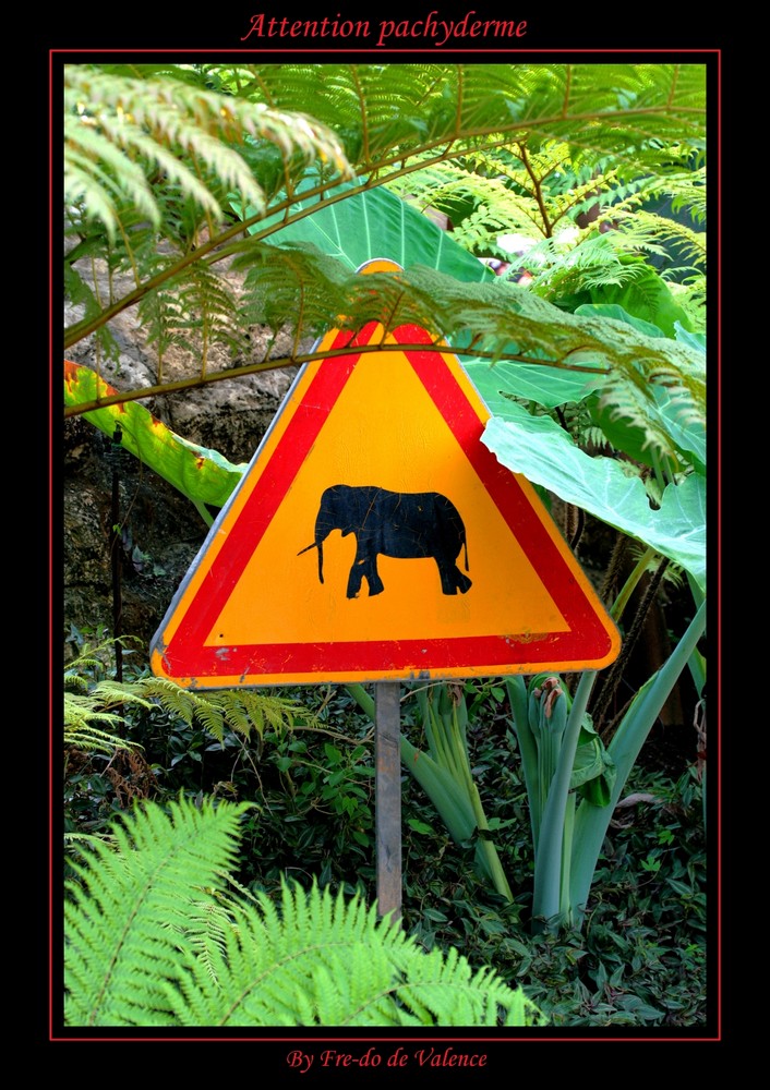 Attention pachyderme