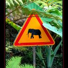 Attention pachyderme