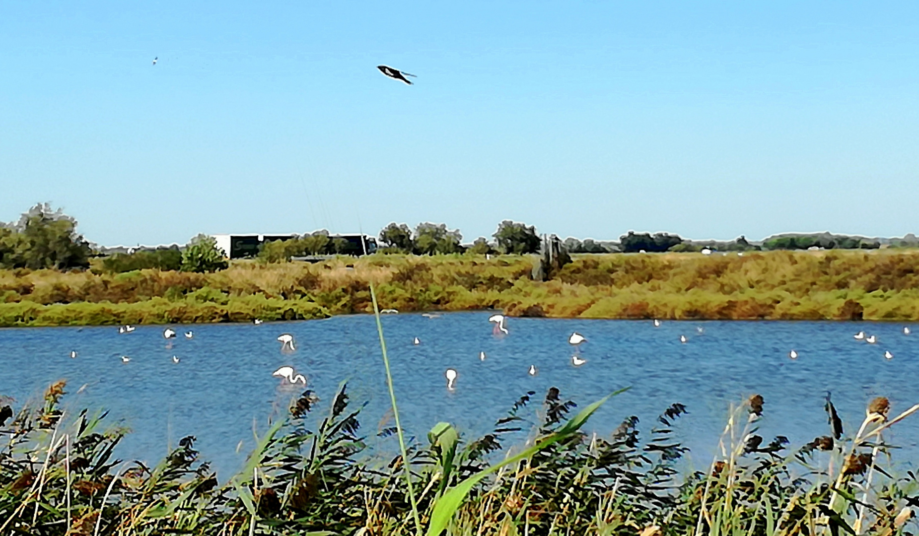 Attention, passage d'oiseaux ! (humour)