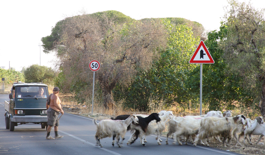 Attention passing sheep