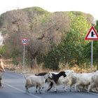 Attention passing sheep