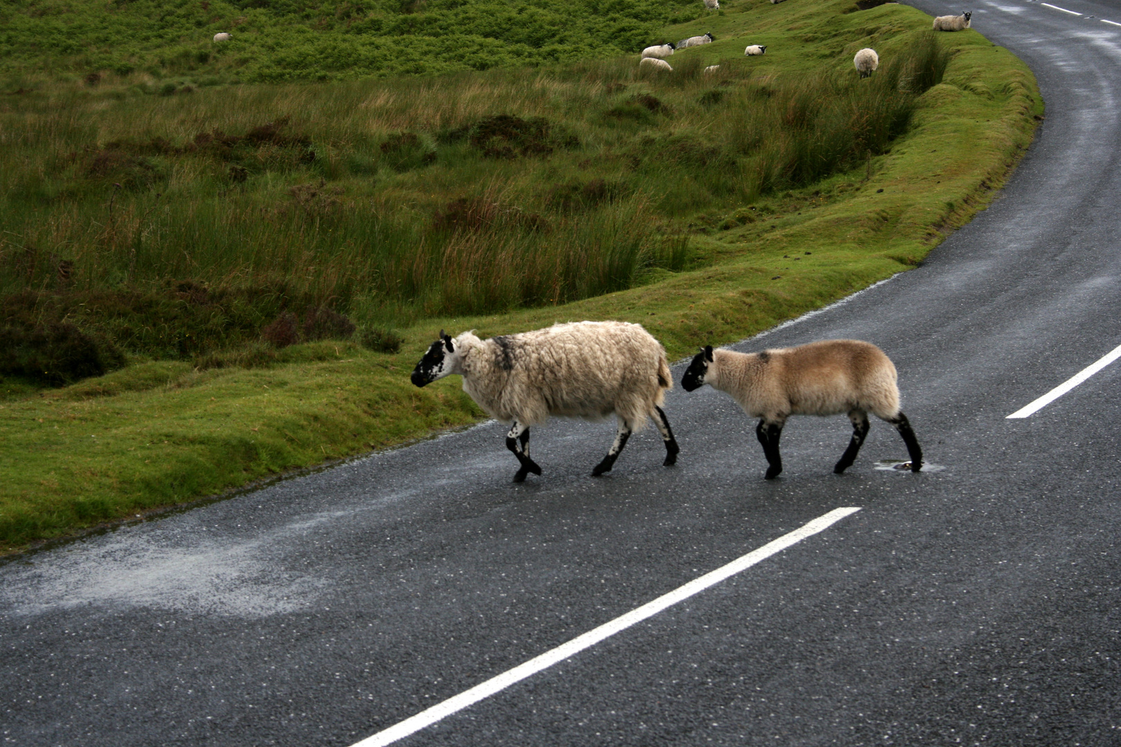 Attention Sheep crossing